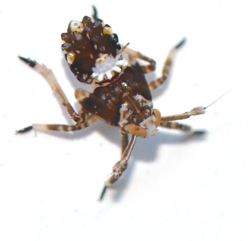 Réf. 306 018 : Asiraca clavicornis